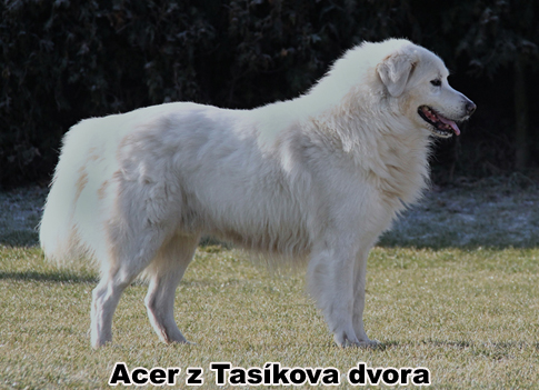 Acer z Tasíkova dvora