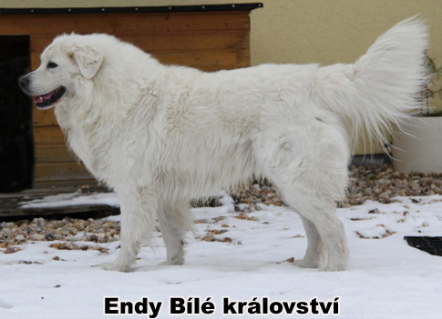 Endy Bílé království